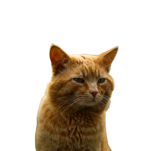 Charming Ginger Cat Sitting Outdoors, Captured In A Vertical Portrait Shot. 14873 - Cat PNG image with transparent background